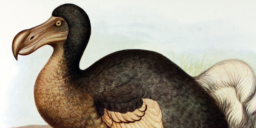 Fold doesnot exist dodo