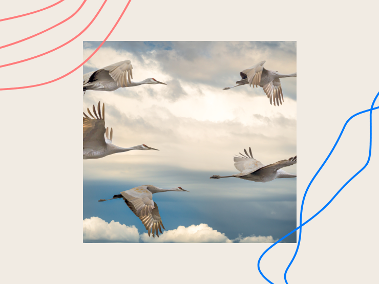 Migration blog tease