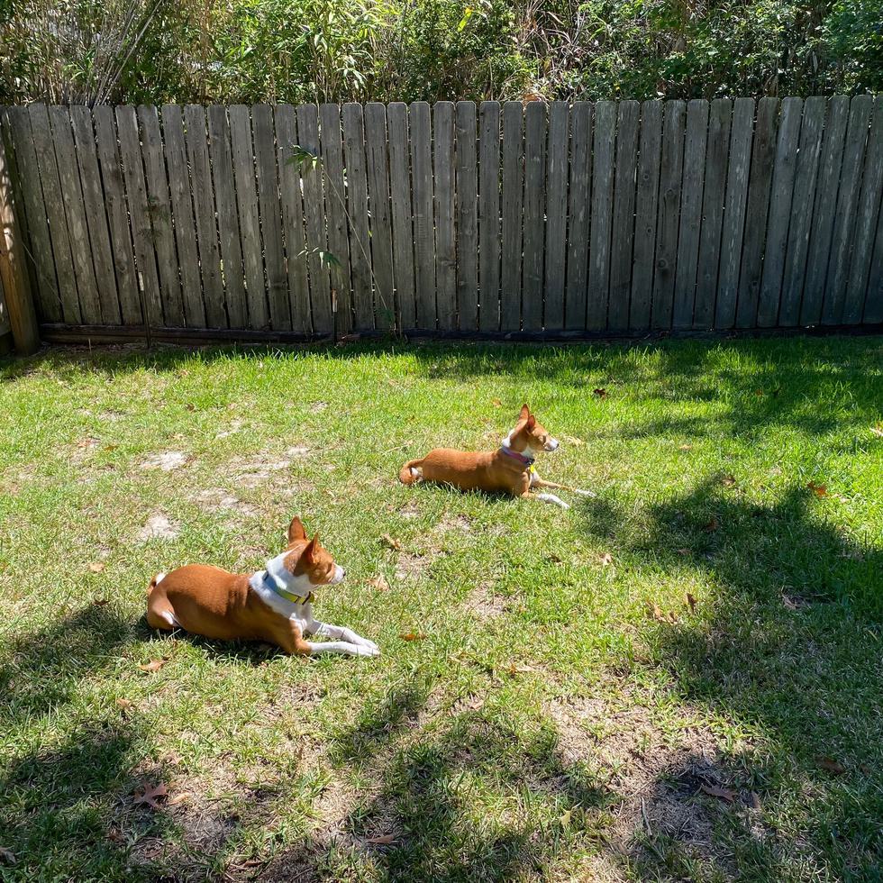 Edd's dogs Indy and Enzo