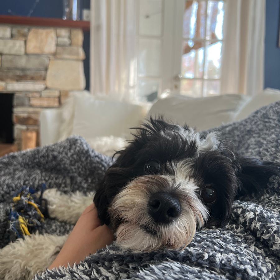 Sophia dog